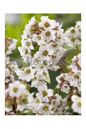Bergenia 'Jelle' Bergenia cordifolia