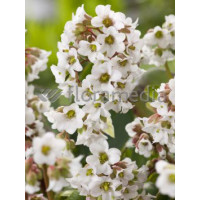 Bergenia 'Jelle' Bergenia cordifolia