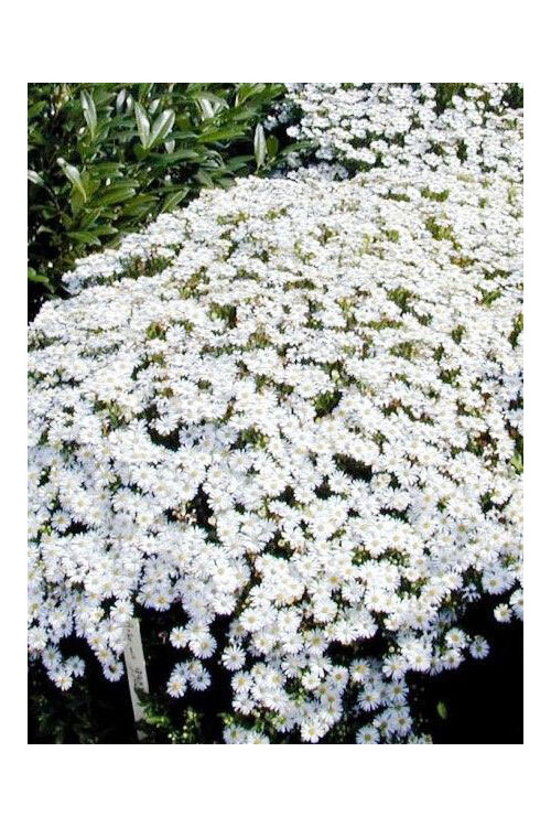 Aster żeniszkowaty 'Starshine' | Aster ageratoides