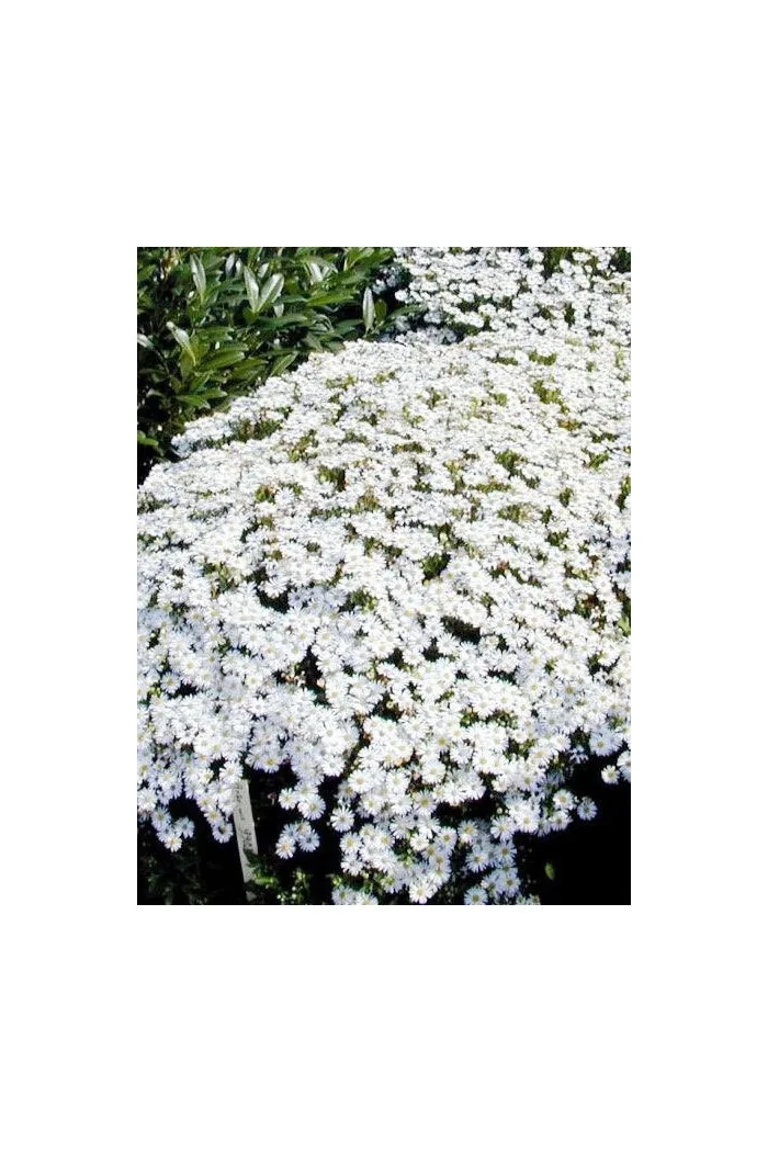 Aster żeniszkowaty 'Starshine' | Aster ageratoides