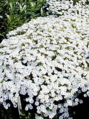 Aster żeniszkowaty 'Starshine' | Aster ageratoides