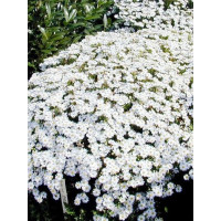 Aster żeniszkowaty 'Starshine' | Aster ageratoides