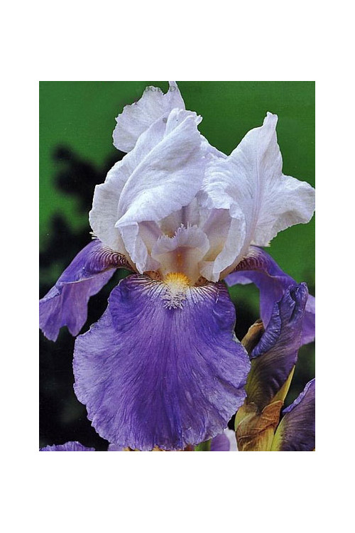 kosaciec, kosaciec amerykański, irys, iris, Kosaciec (Irys) amerykański 'Confetti'