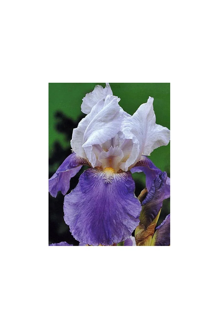 kosaciec, kosaciec amerykański, irys, iris, Kosaciec (Irys) amerykański 'Confetti'