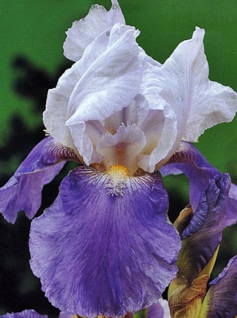 kosaciec, kosaciec amerykański, irys, iris, Kosaciec (Irys) amerykański 'Confetti'