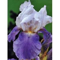 kosaciec, kosaciec amerykański, irys, iris, Kosaciec (Irys) amerykański 'Confetti'