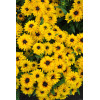 Rudbekia 'Flamenco Yellow' | Rudbeckia hirta