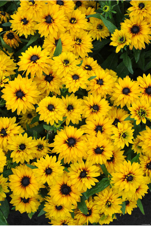 Rudbekia 'Flamenco Yellow' | Rudbeckia hirta