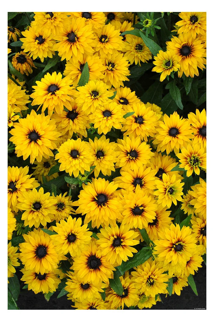 Rudbekia 'Flamenco Yellow' | Rudbeckia hirta