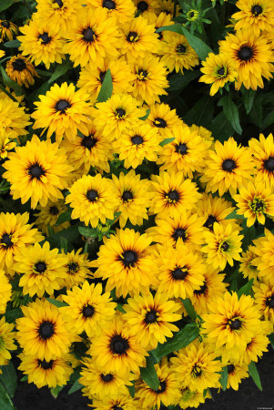 Rudbekia 'Flamenco Yellow' | Rudbeckia hirta