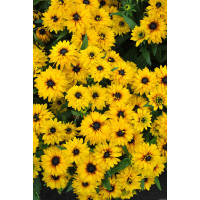 Rudbekia 'Flamenco Yellow' | Rudbeckia hirta