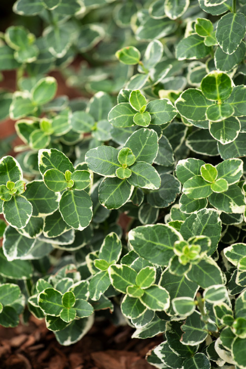 trzmielina, Euonymus