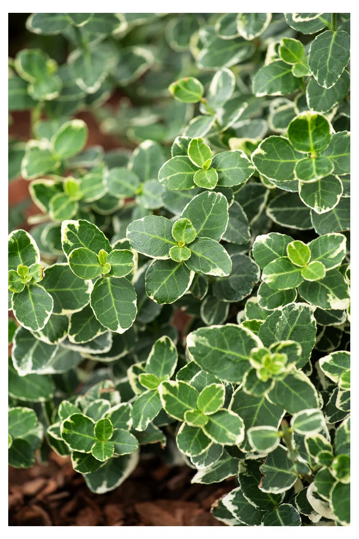 trzmielina, Euonymus