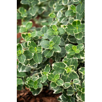 trzmielina, Euonymus