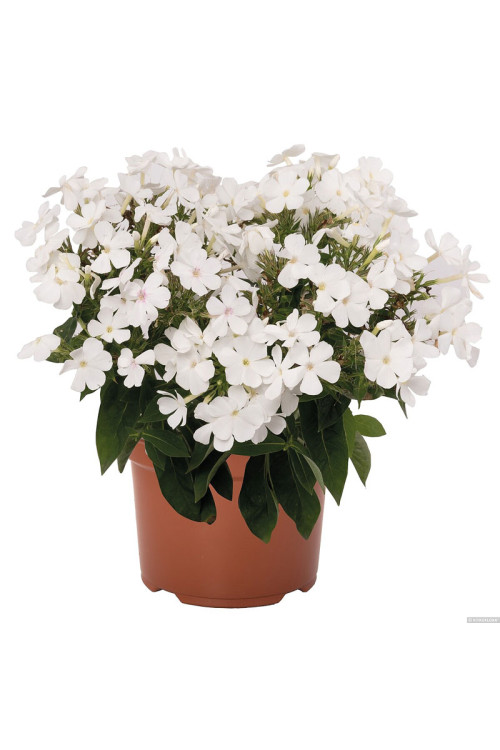 Floks wiechowaty 'Flame Pro White' | Phlox paniculata