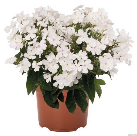 Floks wiechowaty 'Flame Pro White' | Phlox paniculata