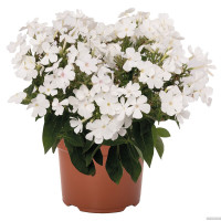 Floks wiechowaty 'Flame Pro White' | Phlox paniculata