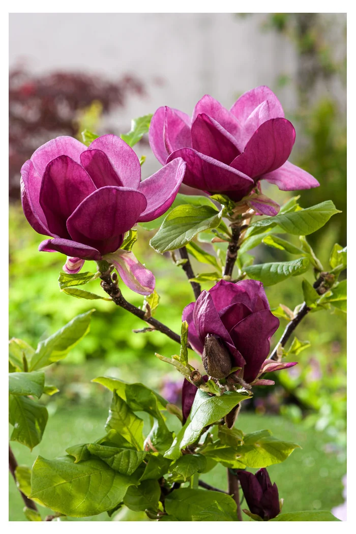 Magnolia 'Genie' Magnolia ×soulangeana