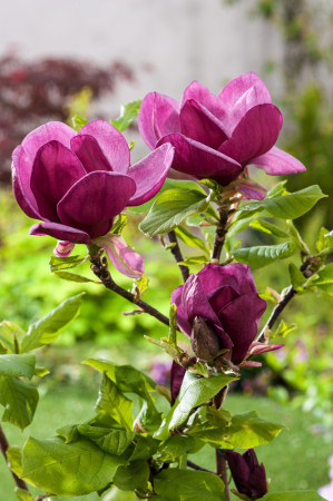 Magnolia 'Genie' Magnolia ×soulangeana