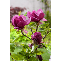 Magnolia 'Genie' Magnolia ×soulangeana