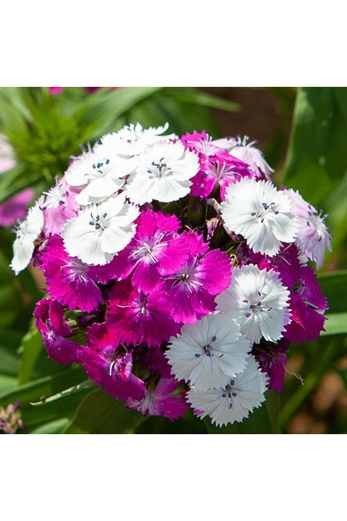 Goździk brodaty 'Dash Magician' Dianthus barbatus