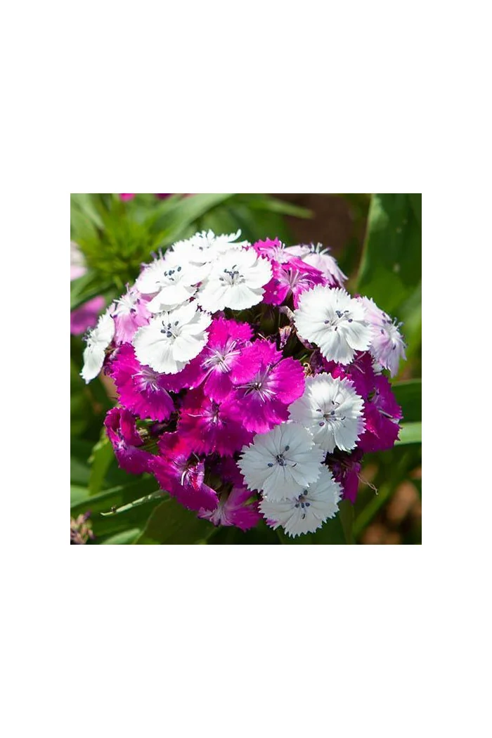 Goździk brodaty 'Dash Magician' Dianthus barbatus