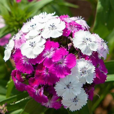 Goździk brodaty 'Dash Magician' Dianthus barbatus