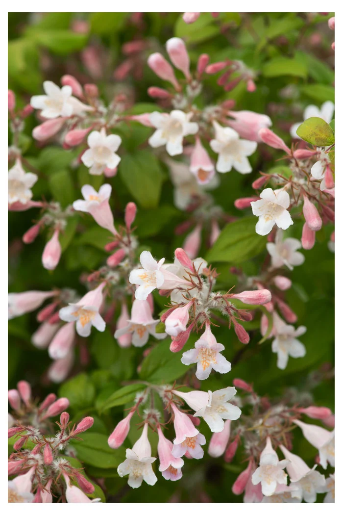 Kolkwicja chińska 'Pink Cloud' Kolkwitzia amabilis