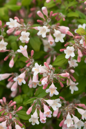 Kolkwicja chińska 'Pink Cloud' Kolkwitzia amabilis