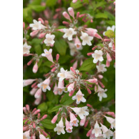 Kolkwicja chińska 'Pink Cloud' Kolkwitzia amabilis