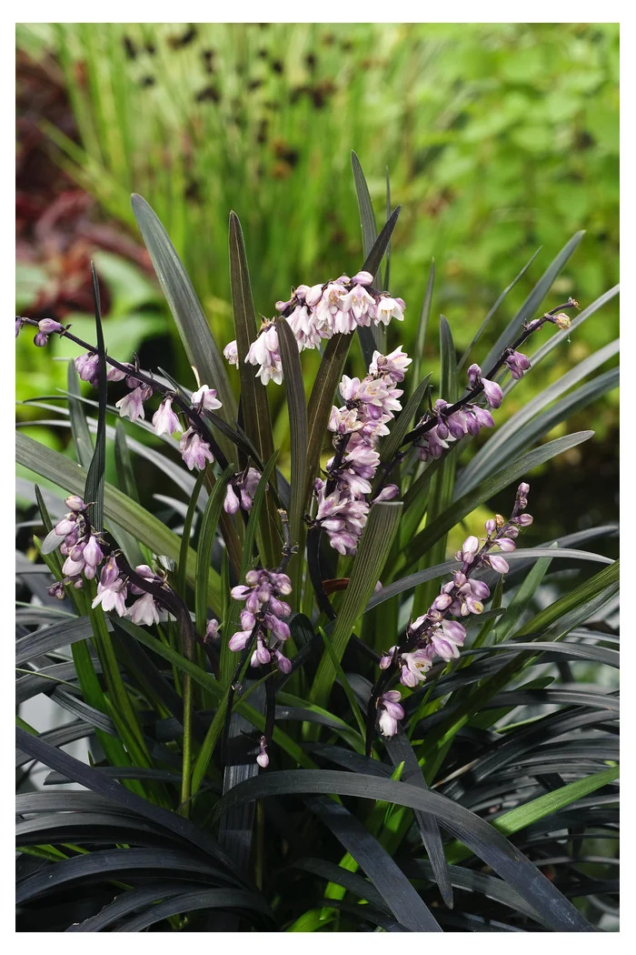 Konwalijnik japoński 'Niger' | Ophiopogon planiscapus