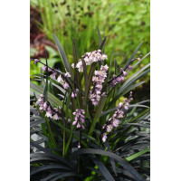 Konwalijnik japoński 'Niger' | Ophiopogon planiscapus