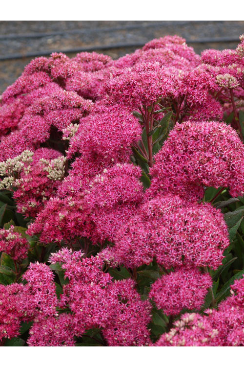 Rozchodnik Mr. Goodbud Sedum spectabile