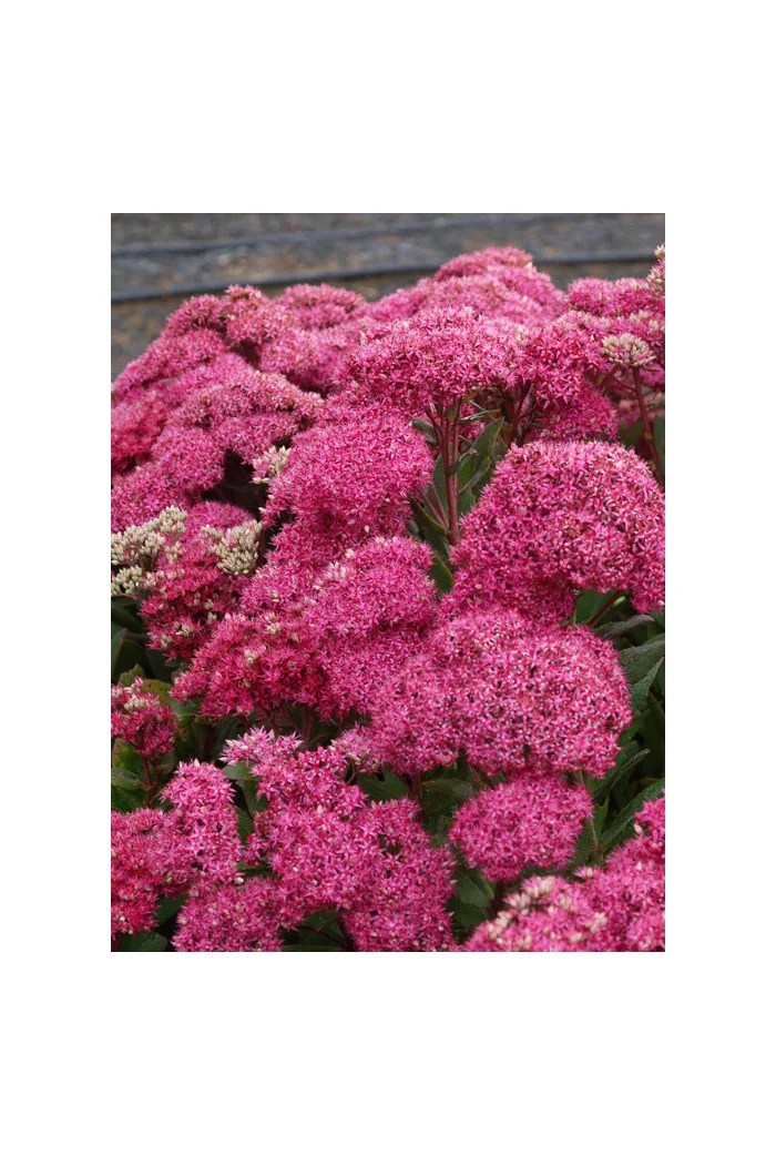 Rozchodnik Mr. Goodbud Sedum spectabile