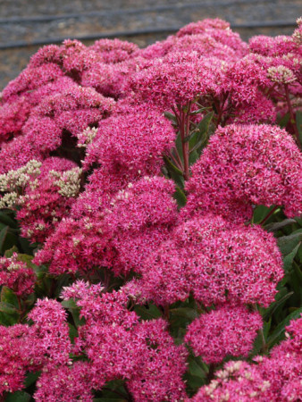 Rozchodnik Mr. Goodbud Sedum spectabile