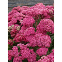 Rozchodnik Mr. Goodbud Sedum spectabile