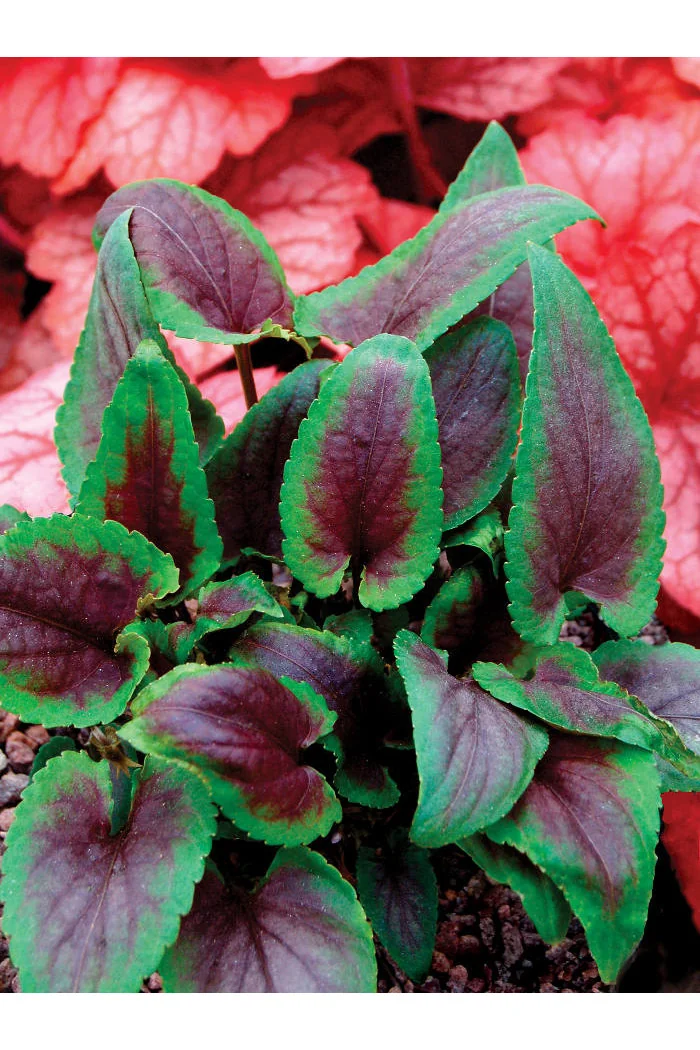 Fiołek 'Heartthrob' | Viola