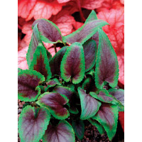 Fiołek 'Heartthrob' | Viola