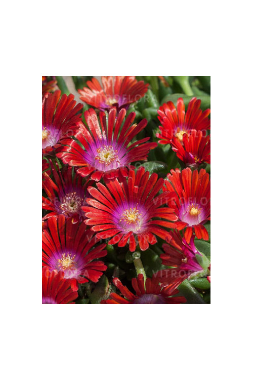 Słonecznica 'Sundella Red' | Delosperma