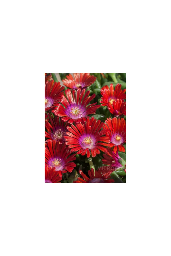 Słonecznica 'Sundella Red' | Delosperma
