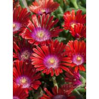 Słonecznica 'Sundella Red' | Delosperma