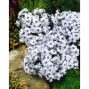 Floks szydlasty 'Bavaria' | Phlox subulata