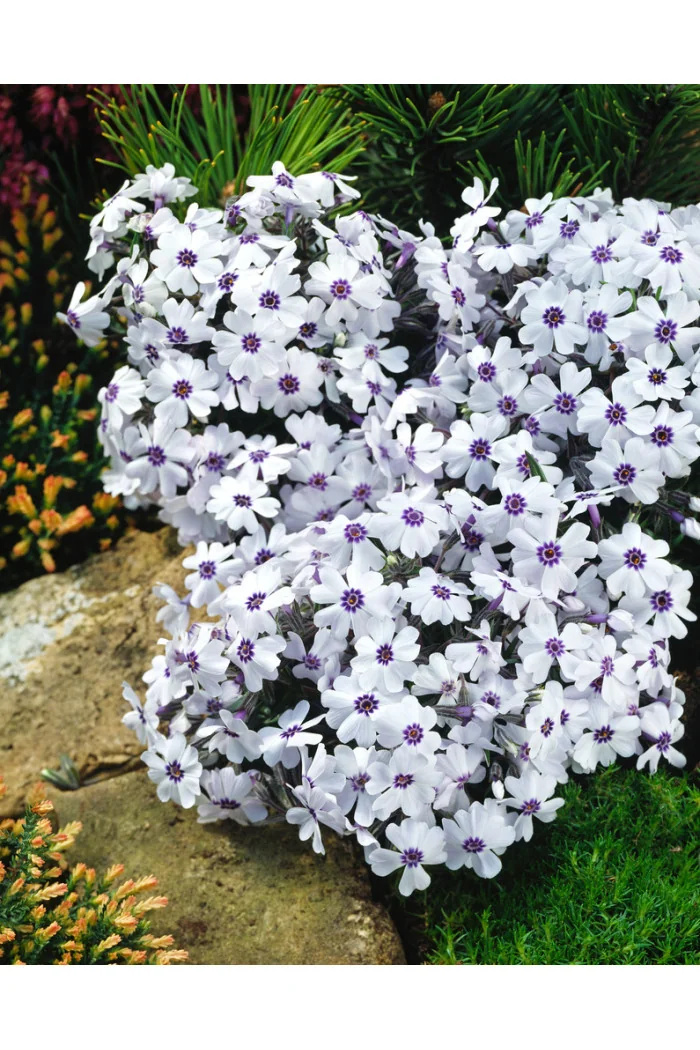 Floks szydlasty 'Bavaria' | Phlox subulata