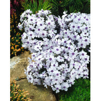 Floks szydlasty 'Bavaria' | Phlox subulata