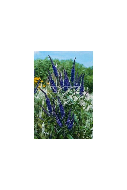 Przetacznik długolistny Veronica longifolia