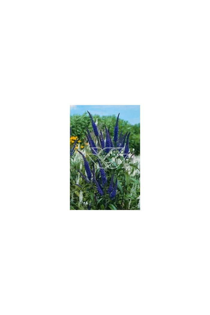 Przetacznik długolistny Veronica longifolia