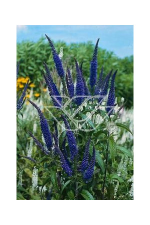 Przetacznik długolistny Veronica longifolia