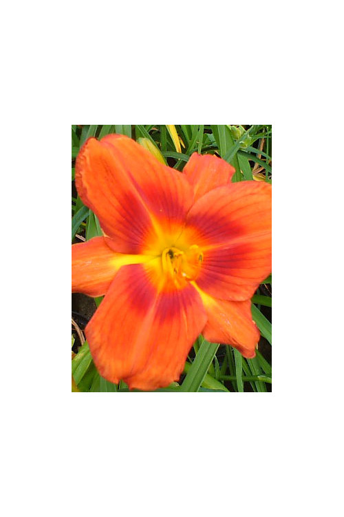 Liliowiec 'Holiday Delight' Hemerocallis