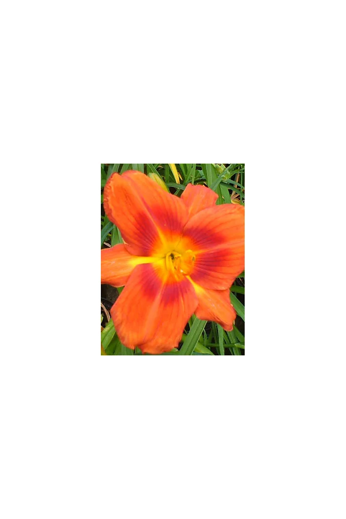 Liliowiec 'Holiday Delight' Hemerocallis
