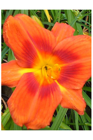 Liliowiec 'Holiday Delight' Hemerocallis